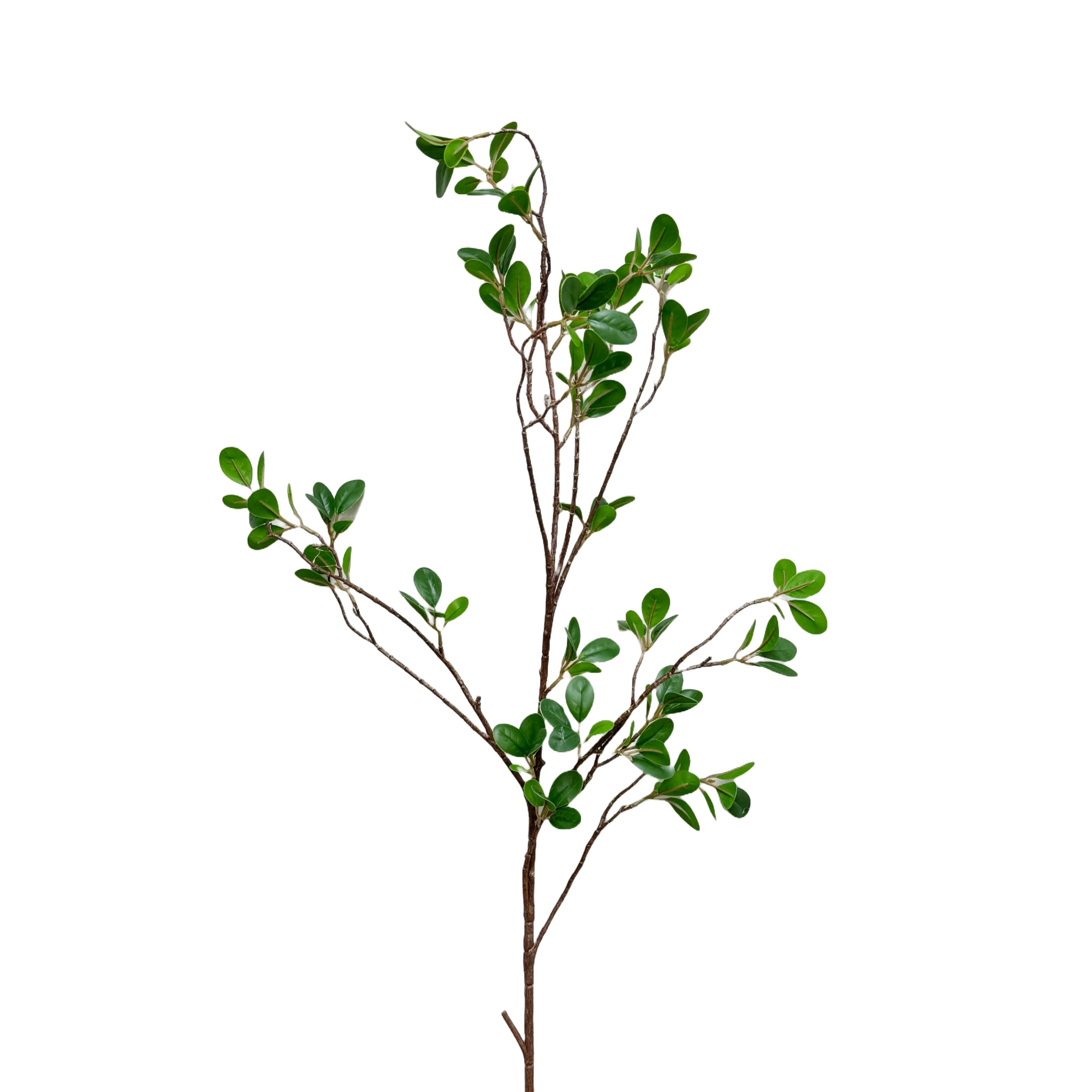 Aglaia Odorata Spray, 42"