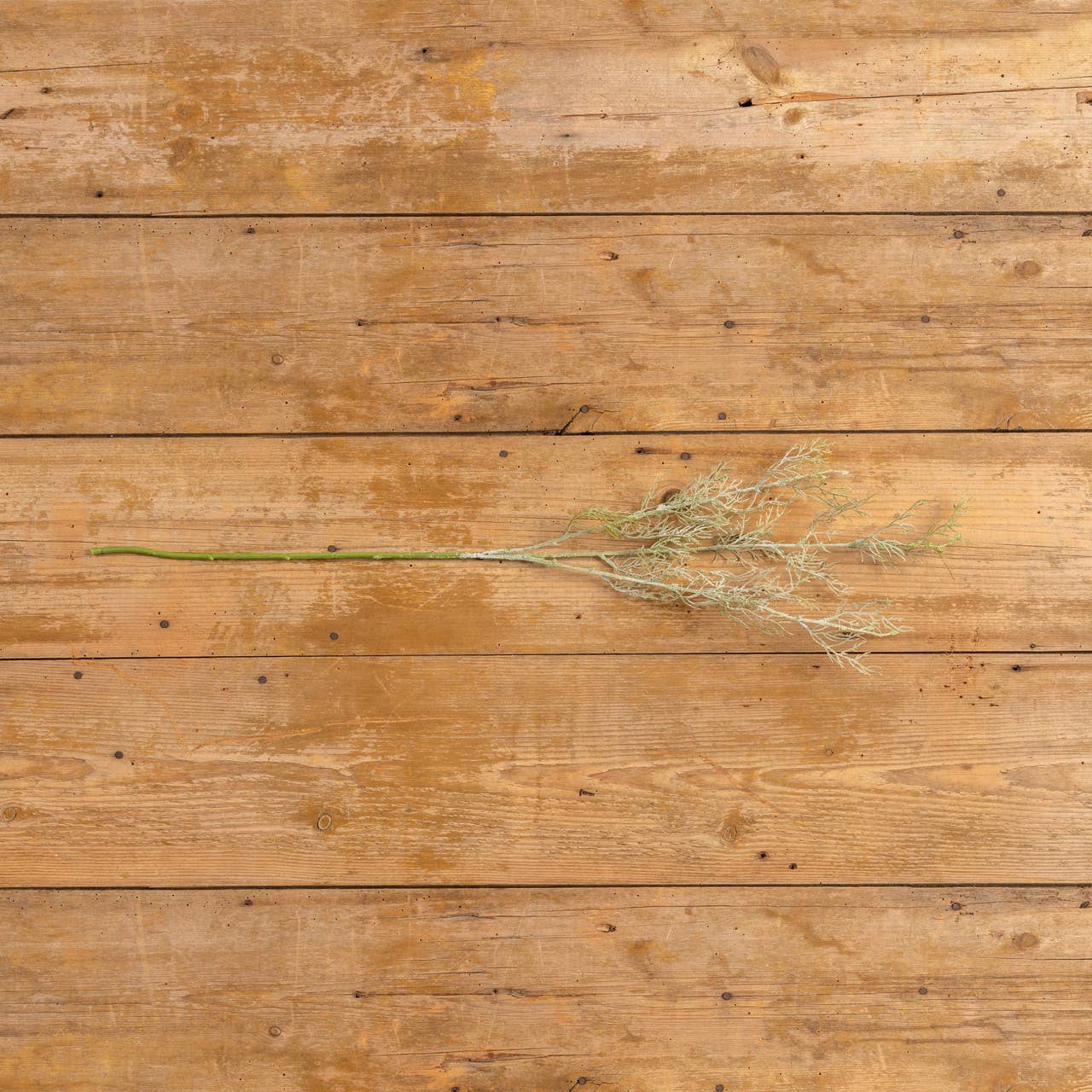 Wispy Green Asparagus Spray, 34"