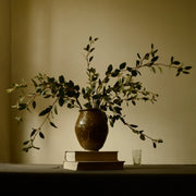 Creeping Willow Branch (Salix Repens)