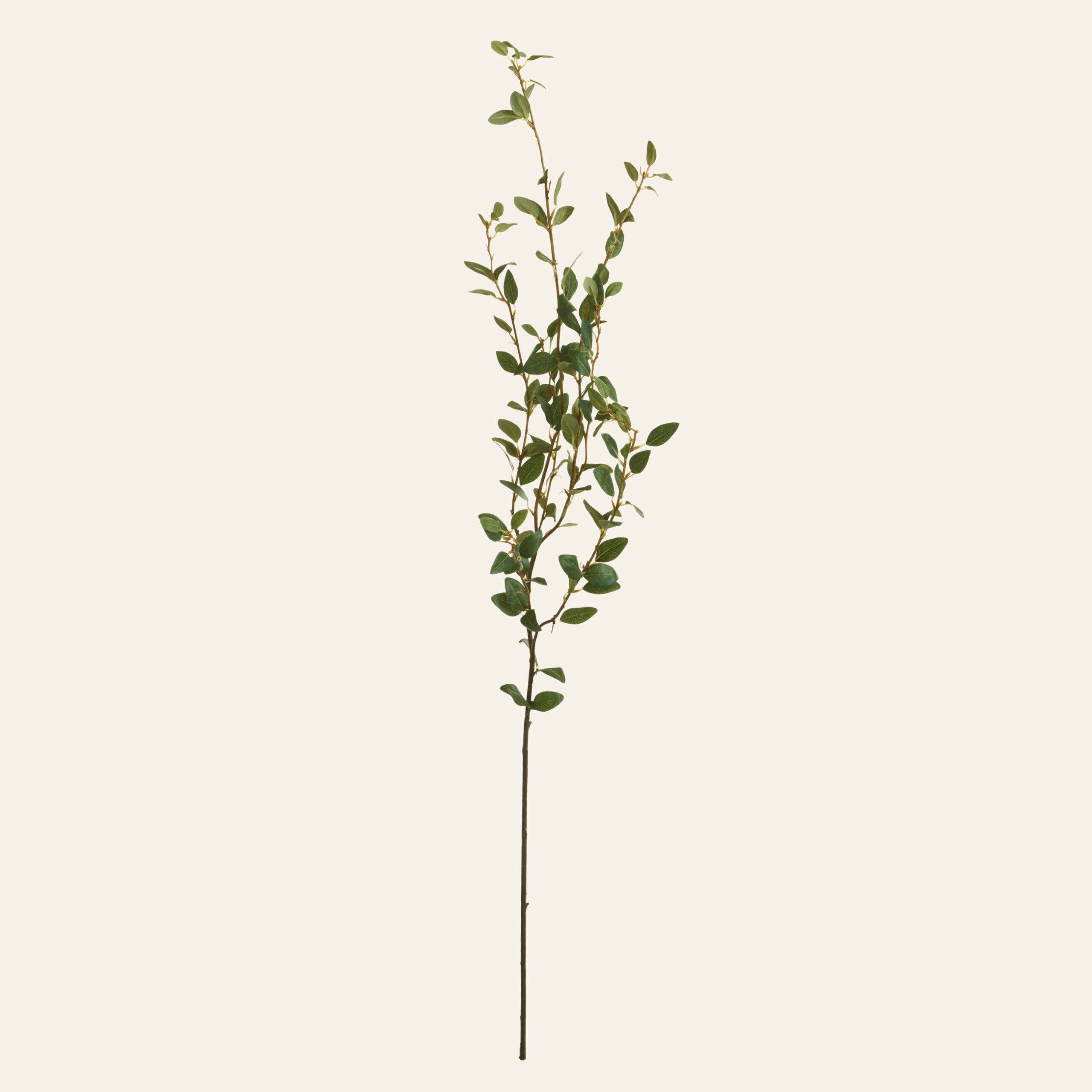 Creeping Willow Branch (Salix Repens)