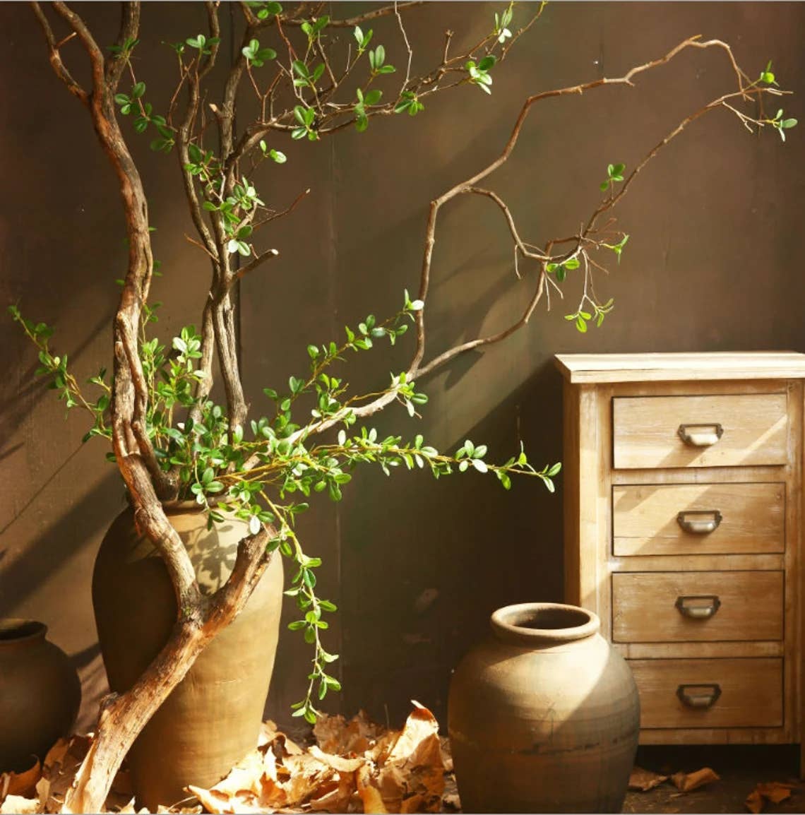 Aglaia Odorata Spray, 42"