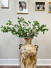 Aglaia Odorata Spray, 42"